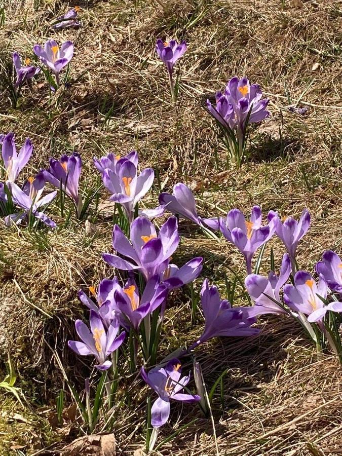 Nauczycielskie Centrum Zakopane Eksteriør bilde