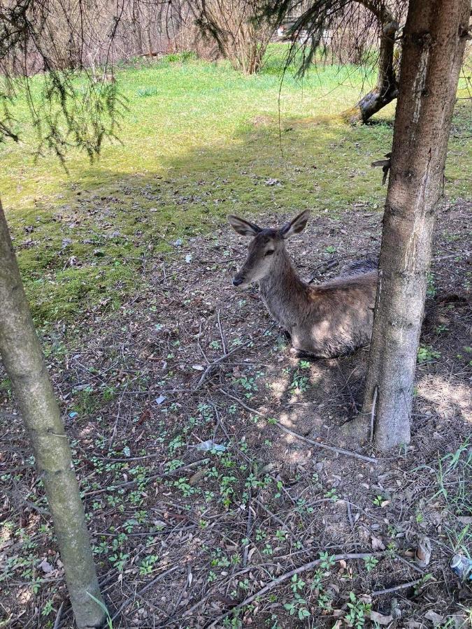 Nauczycielskie Centrum Zakopane Eksteriør bilde